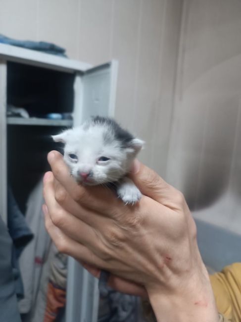 Отдаем котят в добрые руки! Бесплатно. Им 3 недели, пока находятся с мамкой. Живут на складе, пристроить..