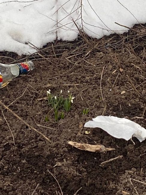 Первые подснежники в городе Люберцы на одной из..