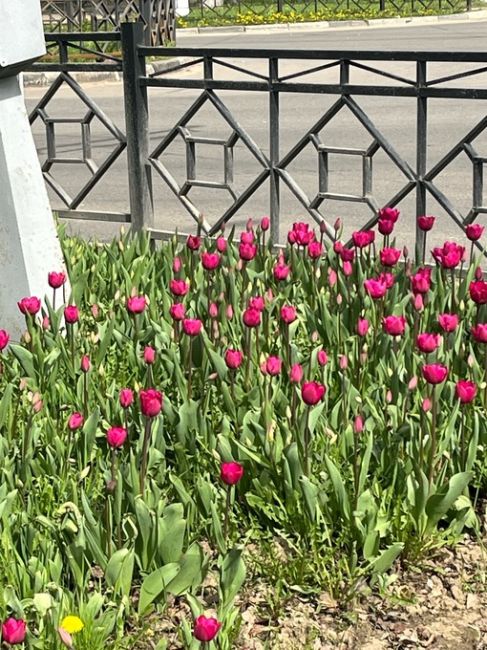 В нашем городе высадили большое количество тюльпанов,посмотрите какая красота,спасибо большое за..