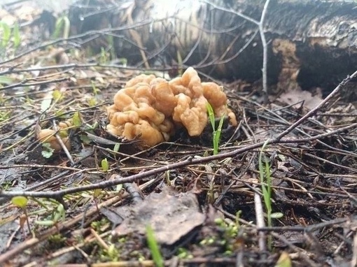 🧺 В Подмосковье уже с полными корзинами грибов выходят из леса 
Сейчас можно найти сморчки и строчки. 
У..