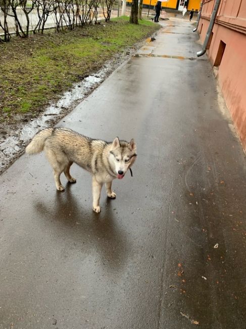 В районе Комсомольской улицы бегает собачка, с ошейником, как будто ищет хозяина - не потерялась..