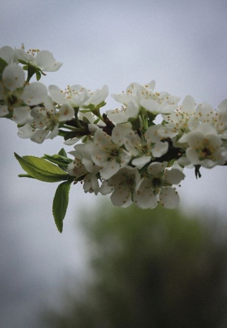 Весной расцветают сердца 🤍🍃  📸Екатерина..