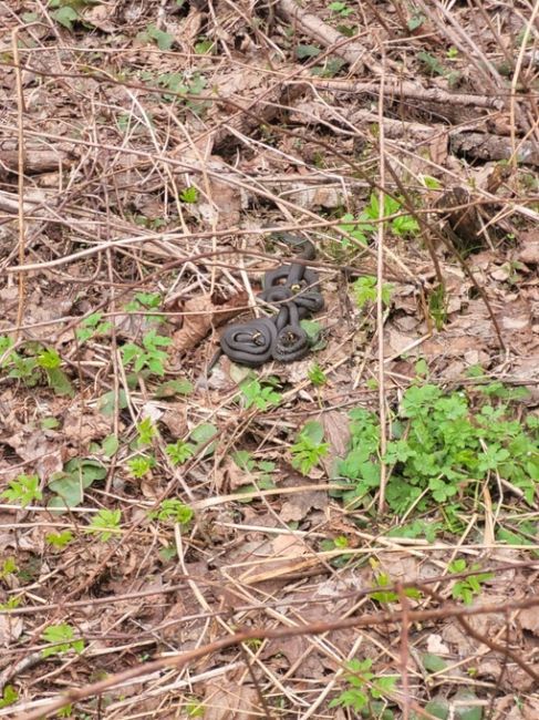 🐍 А вот и змеи проснулись в Балашихе. Будьте осторожны на..