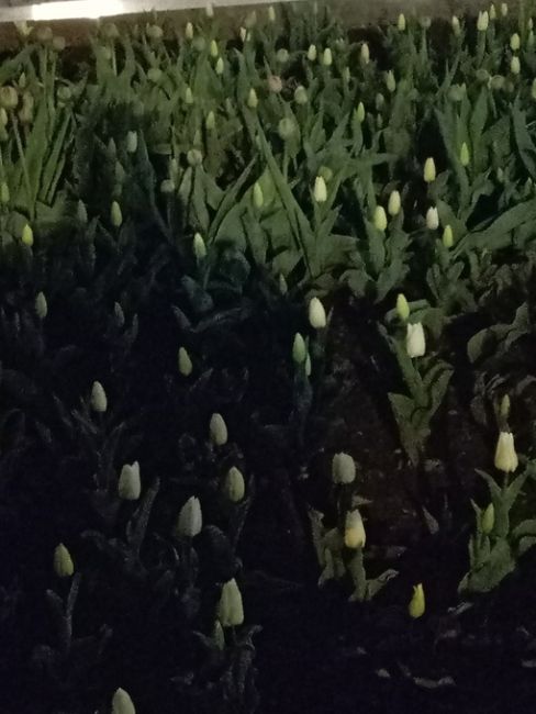 В нашем городе высадили большое количество тюльпанов,посмотрите какая красота,спасибо большое за..