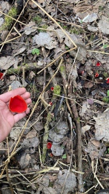 🍄‍🟫 В Истре появились первые весенние грибы  Местный житель опубликовал в социальных сетях фотографии..