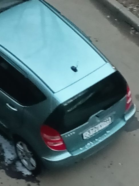 .... ВОТ И СВИНЬИ..