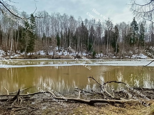 07.04.2024 г. Вот что сейчас происходит на озере Лесное. Микрорайон Ферма, Сергиев Посад. Очень интересно, когда..