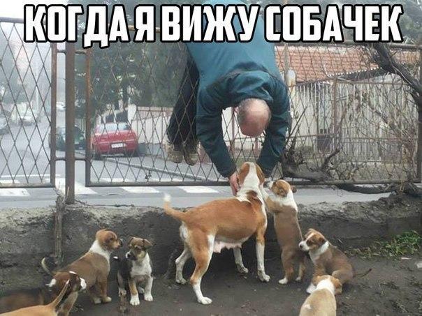 В Видновском лесопарке выгуливают агрессивных собак без намордников, в месте где отдыхают люди, гуляют дети,..