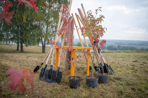 🌳🌳 Более 600 деревьев и кустарников высадят школьники городского округа Коломна во время «Дня добрых дел»...