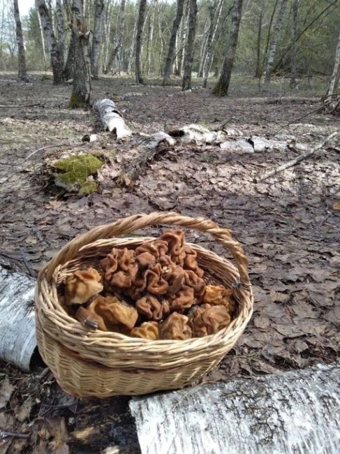 🧺 В Подмосковье уже с полными корзинами грибов выходят из леса 
Сейчас можно найти сморчки и строчки. 
У..