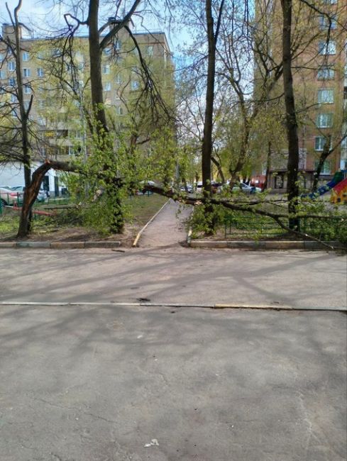 Ул. Советская, д. 36 упало дерево на тротуар. Жертв..