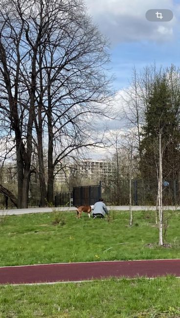 Сегодня , 22.04.2024, в районе 10 утра в парке у Бригантины серый питбуль напал на нашего 2 килограммового..