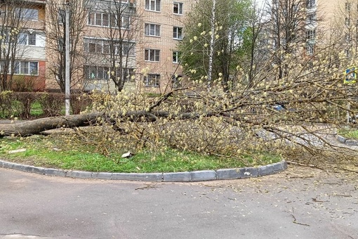 На Советской на Гривно рядом с магазином "Магнит" дерево упало. Пострадавших..