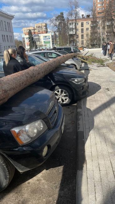 В Пушкино возле ЗАГСа сильный ветер повалил дерево на припаркованные машины  Берегите себя, будьте..