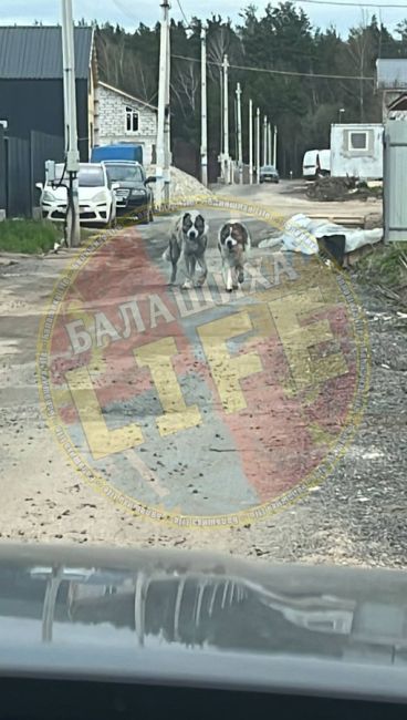 Два пса на самовыгуле напали на жительницу КП «Русавкино-Заречное» с её собакой. 
В результате нападения у..
