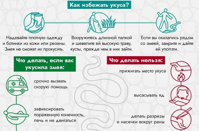 Названы три вида змей, обитающих в Мытищах  Вы знаете, какие змеи водятся в Подмосковье? Их 3 вида: медянки, ужи..