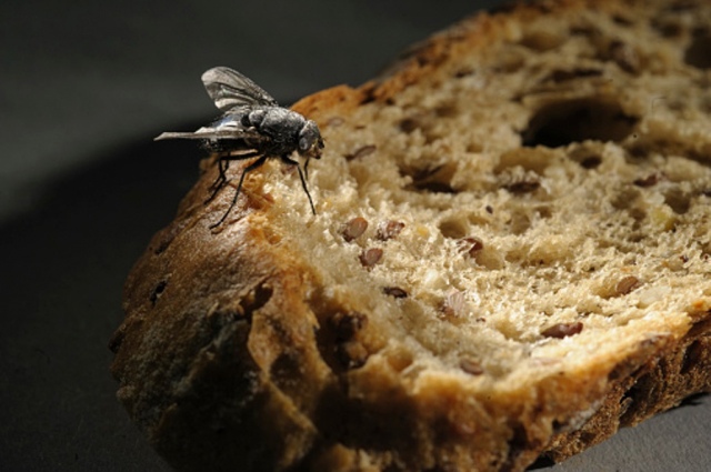 В России начали делать хлеб из личинок мух. 
Специалисты из «Сколково» начали использовать муху вида..