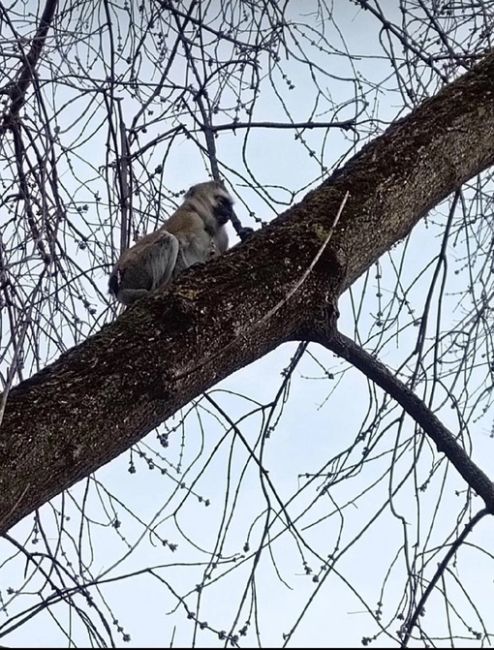 🐒Обезьянка на самовыгуле в..