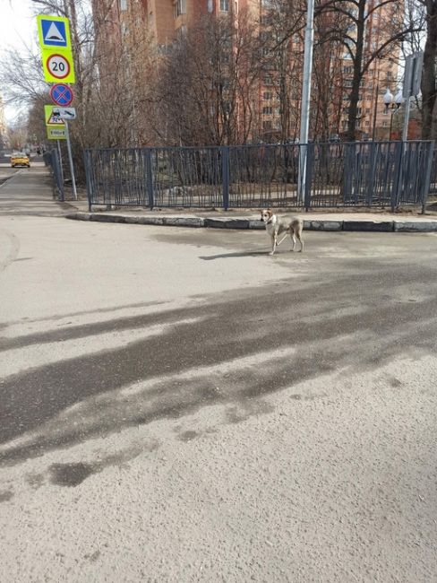 Чей то собакен потерялся между 10 школой и детским садом . Рядом с домом новомытищинский 86 к 4. Ищет..