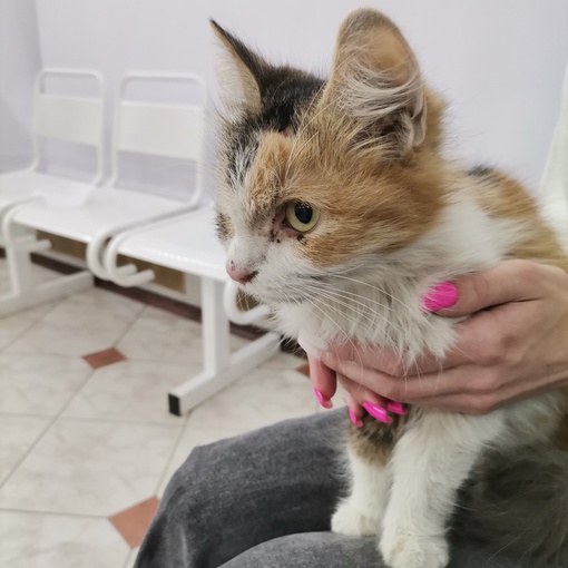 Операция по спасению кошки длилась 3 часа  В наше сообщество обратилась читательница с просьбой разместить..