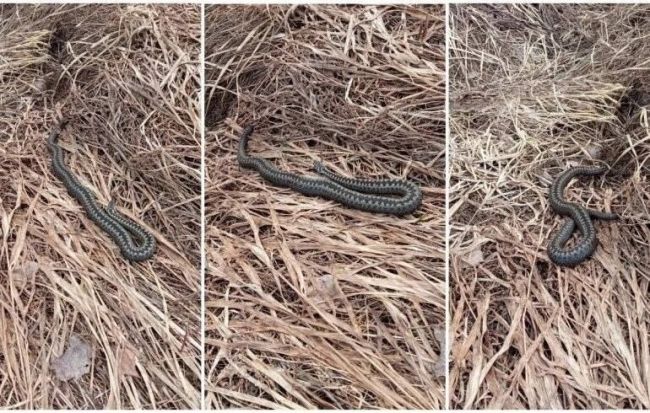 В лесах Подмосковья появились гадюки. 🐍  Они только проснулись и очень медлительны. Несмотря на их..