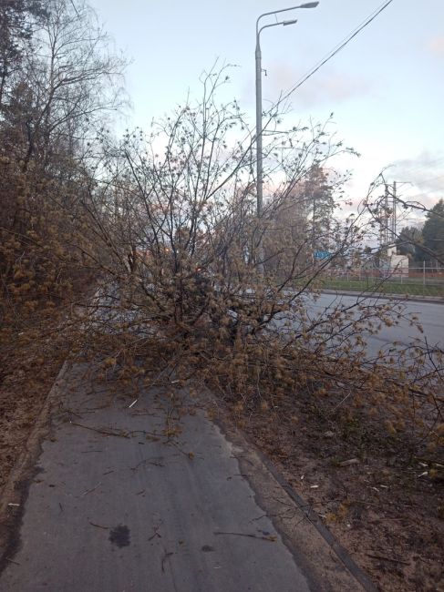 Доброе утро жители Балашихи! После вчерашнего ветра по улице Советская в сторону станции снесло дерево. У т..
