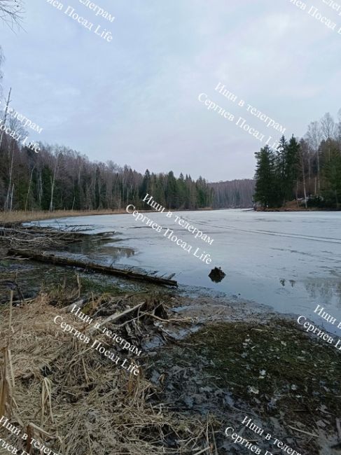 07.04.2024 г. Вот что сейчас происходит на озере Лесное. Микрорайон Ферма, Сергиев Посад. Очень интересно, когда..