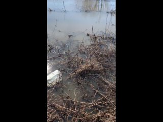 👉️ Вчера в селе Балобаново спасатели вытаскивали собаку, оказавшуюся на небольшом участке суши после..