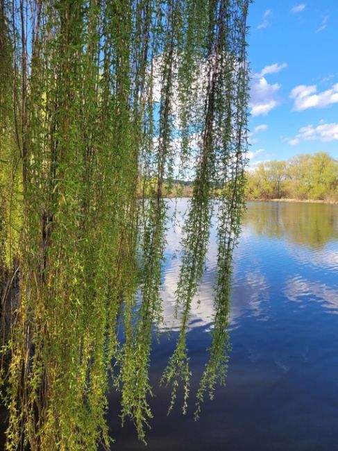 Весна в окрестностях заповедника Лохин остров.  📸 Андрей..