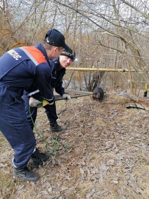 🚨 Бобру, угодившему в колодец, пришли на помощь спасатели 
Историей спасения бобра, попавшего в беду,..