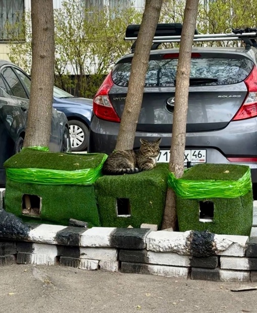 Домики для кошек построили жители в Подмосковье.  Как Вам идея..