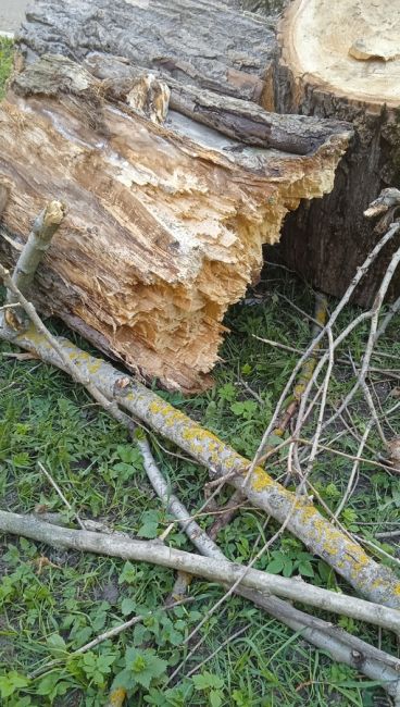 Рядом с детской площадкой во дворе д.9 по ул.Октябрьская вчера днём упало сухое  20- метровое дерево. К счастью,..