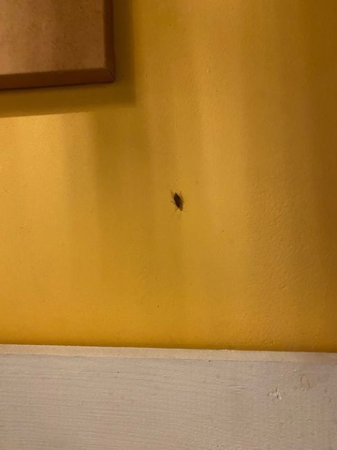 А в Нияме (ТЦ Шоколад) соседствуем за столиком с тараканами. Что же у них на кухне..