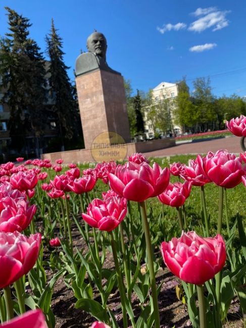 50 тысяч цветов высадят в Химках ближе к лету💐  В числе самых популярных — бегонии, петунии, календула,..