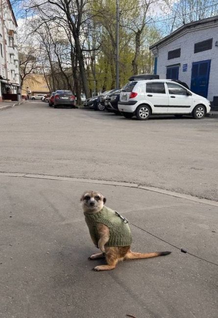 Кого только не встретишь в Москве.  Например, суриката в свитере.  Этого красавчика выгуливали на..
