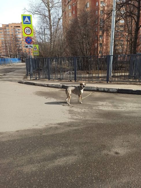 Чей то собакен потерялся между 10 школой и детским садом . Рядом с домом новомытищинский 86 к 4. Ищет..