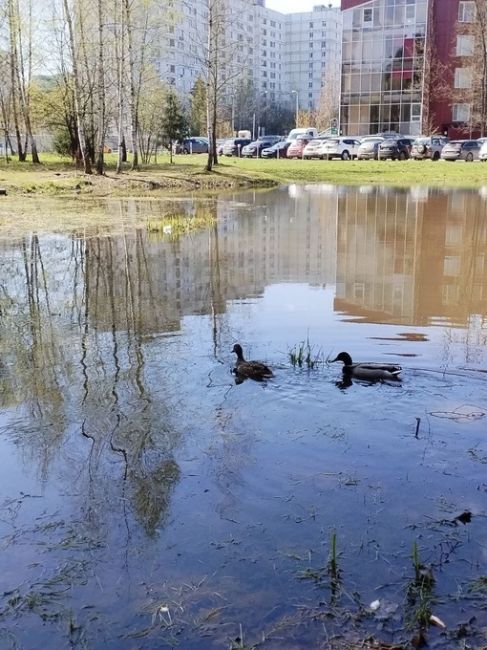 Весна в 5 микрорайоне..