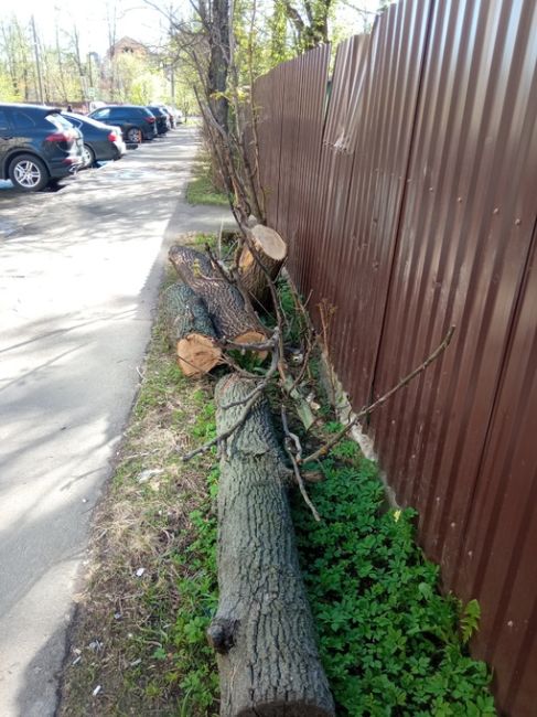 Просьба УК убрать поваленное ветром дерево. Легло на забор. Пришлось спилить. Напротив дома ул...