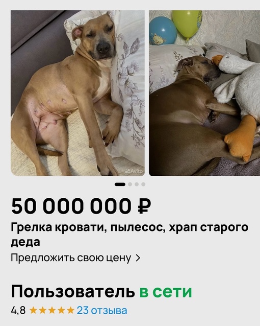 В Одинцовском округе продают собаку-грелку -пылесос за 50 миллионов рублей: «храп старого деда» в подарок..