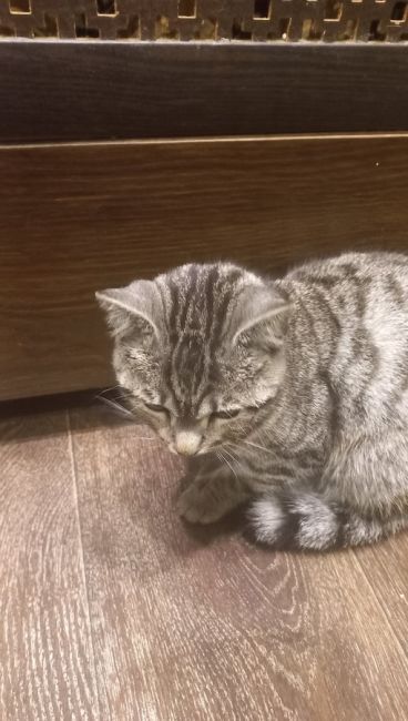 Найден котик !!!Урицкого 66,68 у пятерочки, на вид месяцев 8,видно что домашний!!!Оставили пока у себя !Ищем старую..