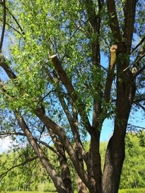 🌳Вчера, 14 мая, в 11 часов утра на территории школьного озера произошёл вопиющий случай. Рабочий в спецодежде..