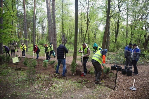 Более 600 новых деревьев посадили в дендрарии «Живая книга» в Ногинске. 
Это саженцы туй, можжевельника,..