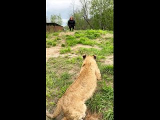 Немного обнимашек  из подмосковного парка Львов . Малышка-львица Найроби любит обниматься…  такая..