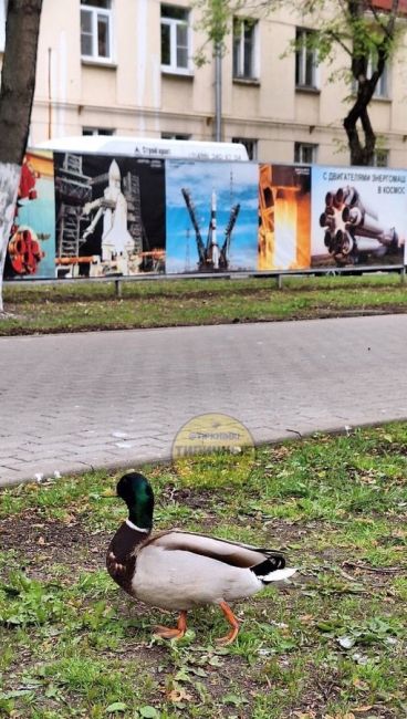 Влюбленная парочка на ул. Победы в старых Химках 🥰  Скоро появится выводок..