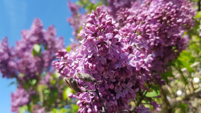 🌸В Электростали распускается..