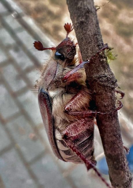Майский жук передает привет химчанам 🪲  Фото - Екатерина..