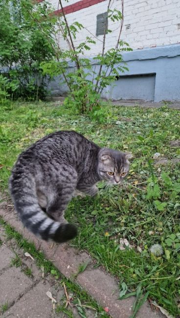 Добрый вечер
На Парковой бегает и плачет ухоженый, породистый кот. Кто..