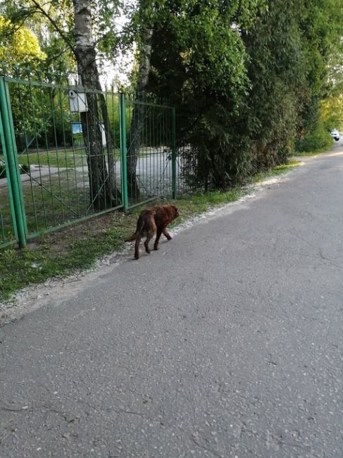 СРОЧНО ‼️  Примерно в 20.00 в районе Никольско-Трубецкое встретила собачку шоколадного цвета, с ошейником, в..