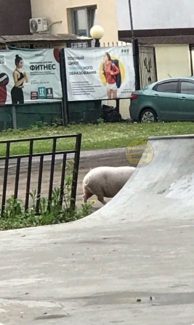 А теперь к важным новостям! В парке Толстого завелась хрюша, которая облюбовала скейт-парк..