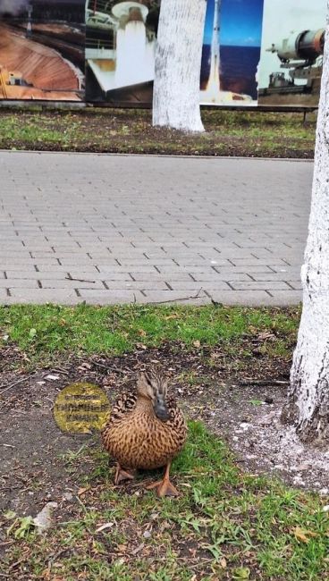 Влюбленная парочка на ул. Победы в старых Химках 🥰  Скоро появится выводок..